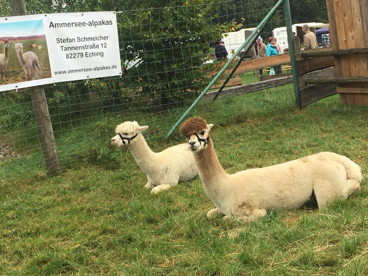 Alpakas beim Bauern- u. Handwerkermarkt 2017